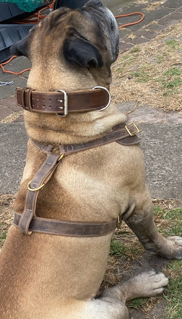 Studded 2 INCH wide collars