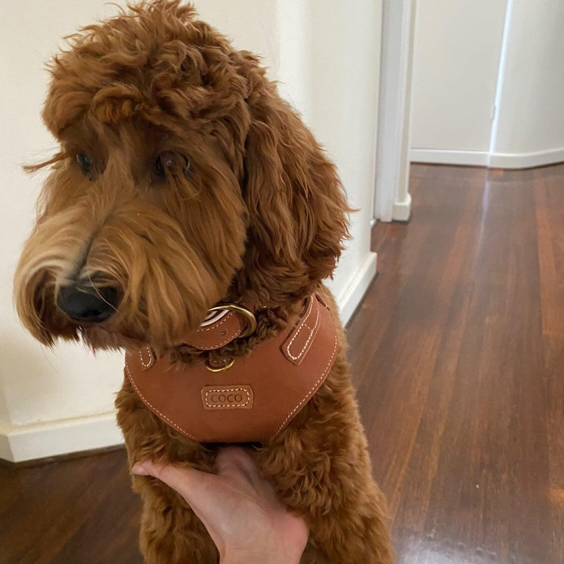 Leather dog harness in soft tan