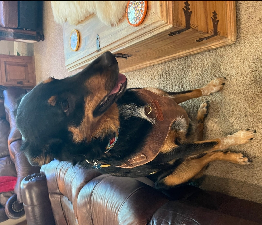 "Amelia" Whisky Australian leather dog harness