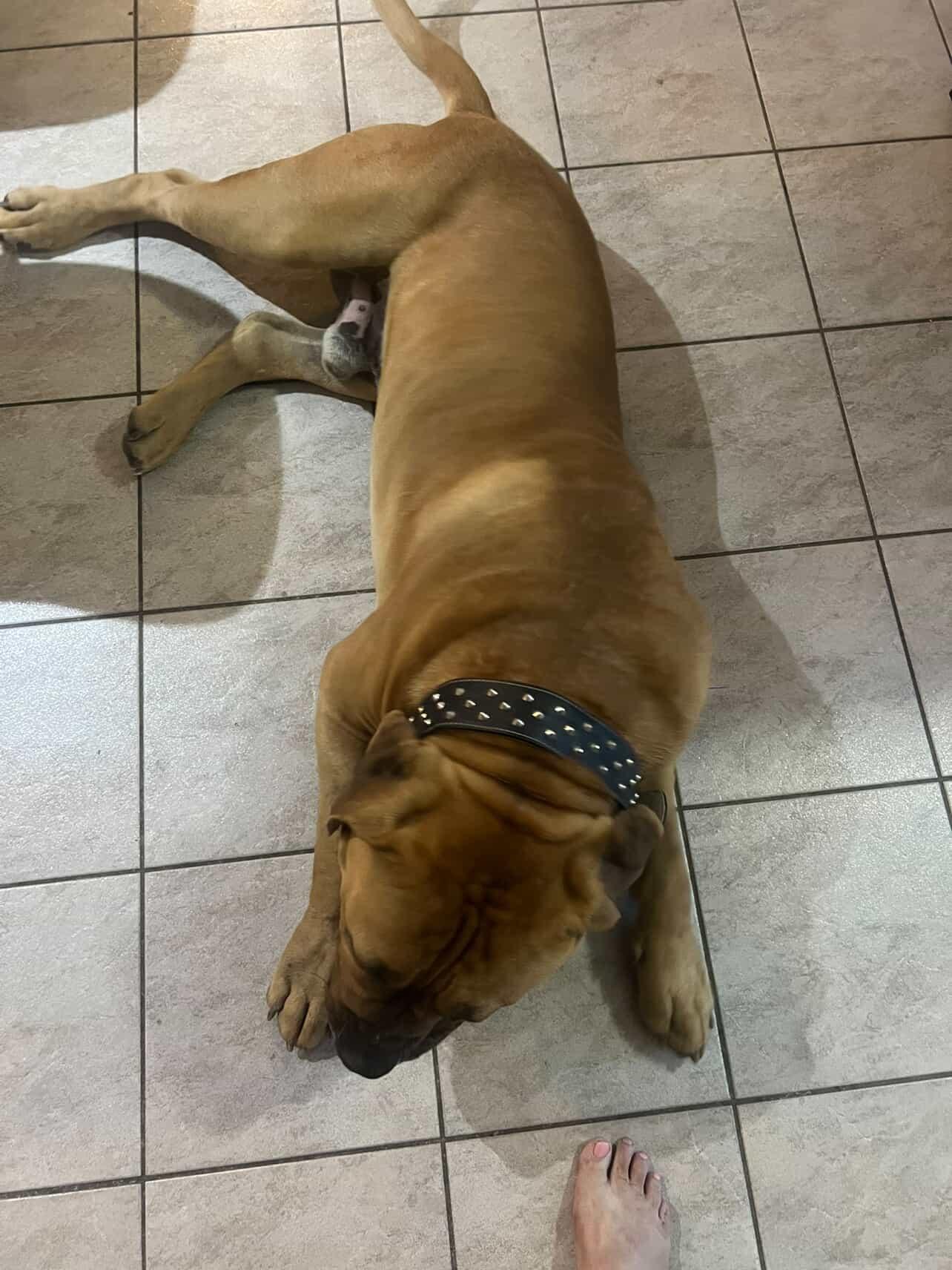 Studded 2 INCH wide collars