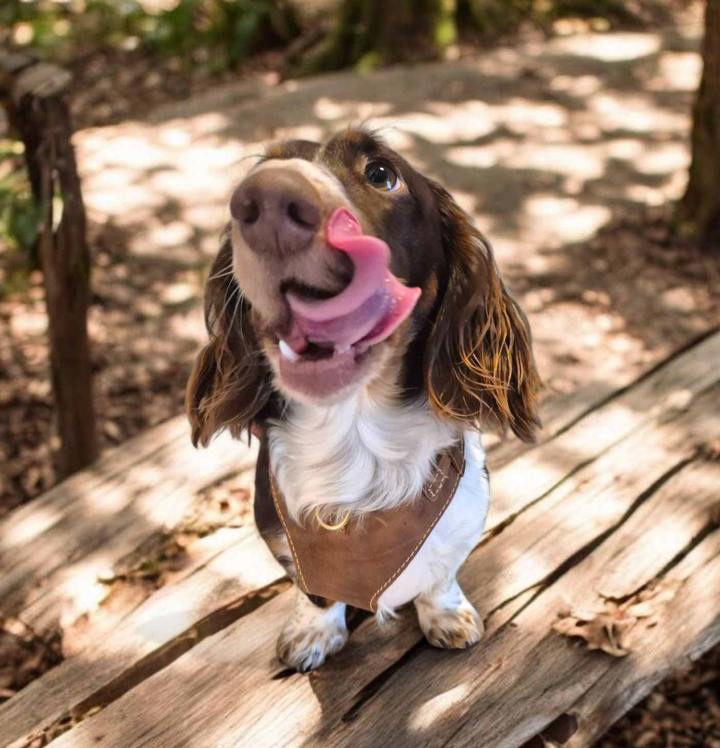 "Amelia" Whisky Australian leather dog harness