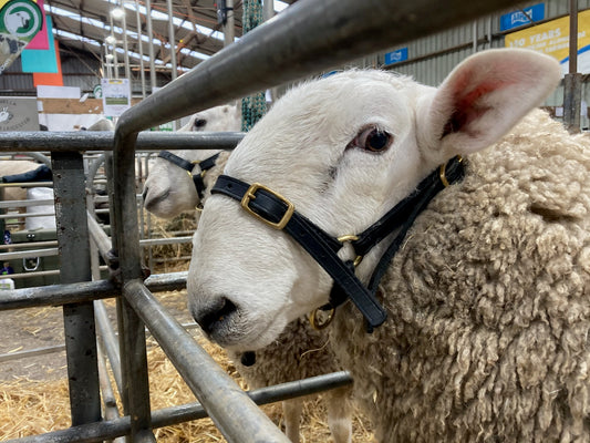 Sheep halters