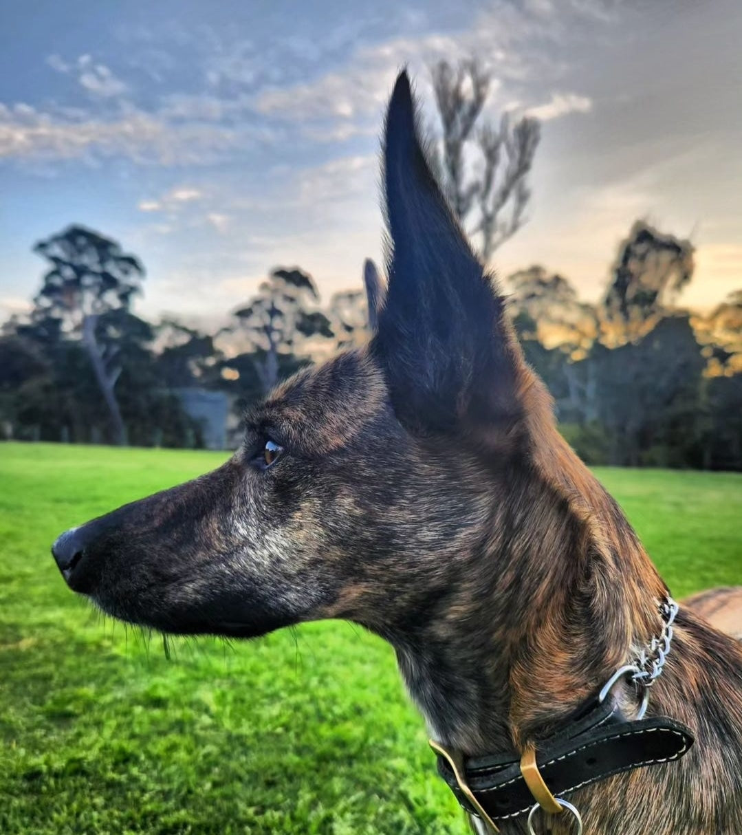 Dog Collar Australia -  Australia