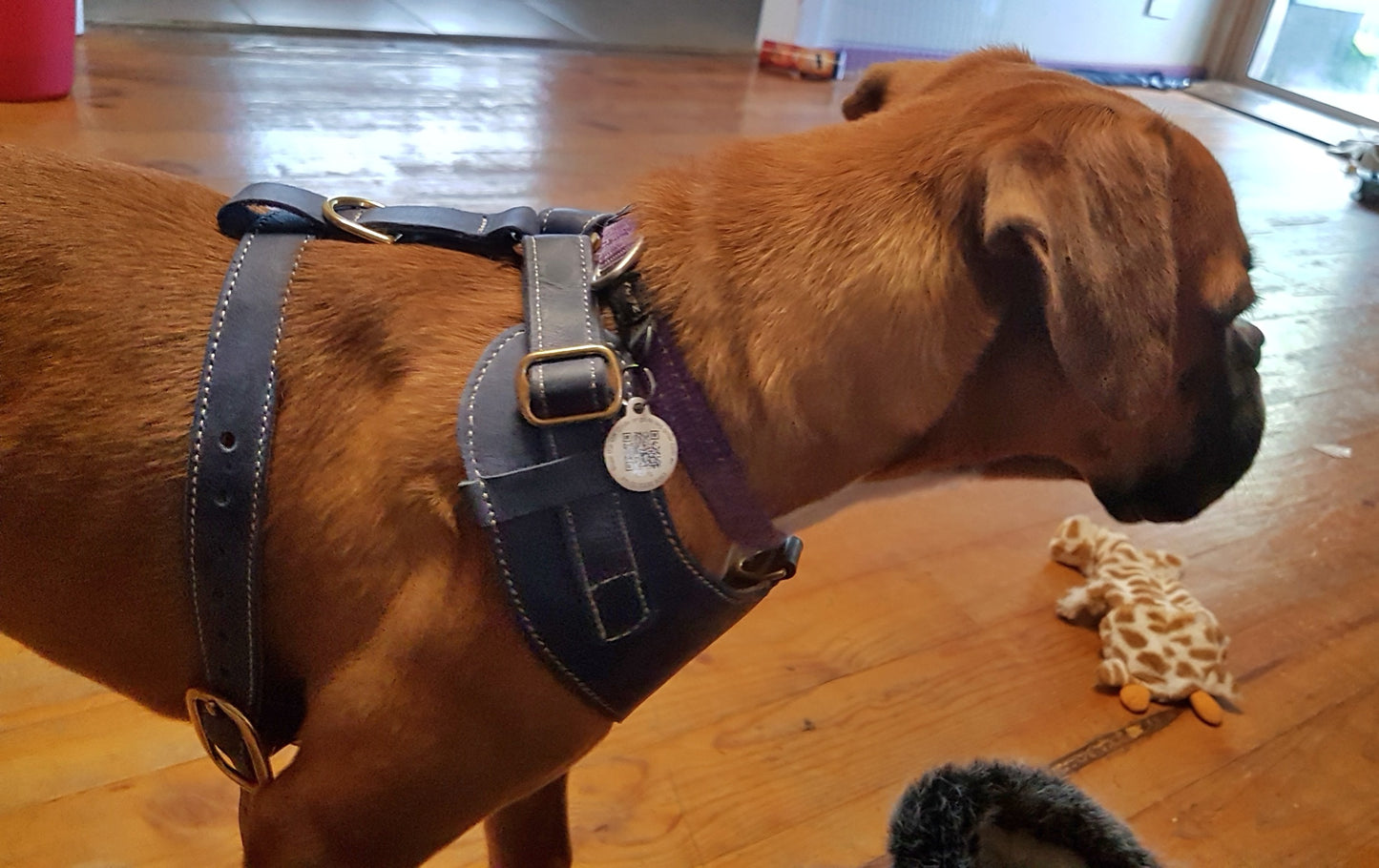 "Amelia" Blue Australian leather dog harness