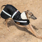 Italian Greyhound, Whippet and Lurcher Design