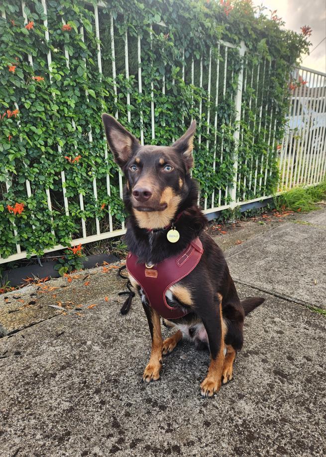 "Amelia" mahogany Australian leather dog harness