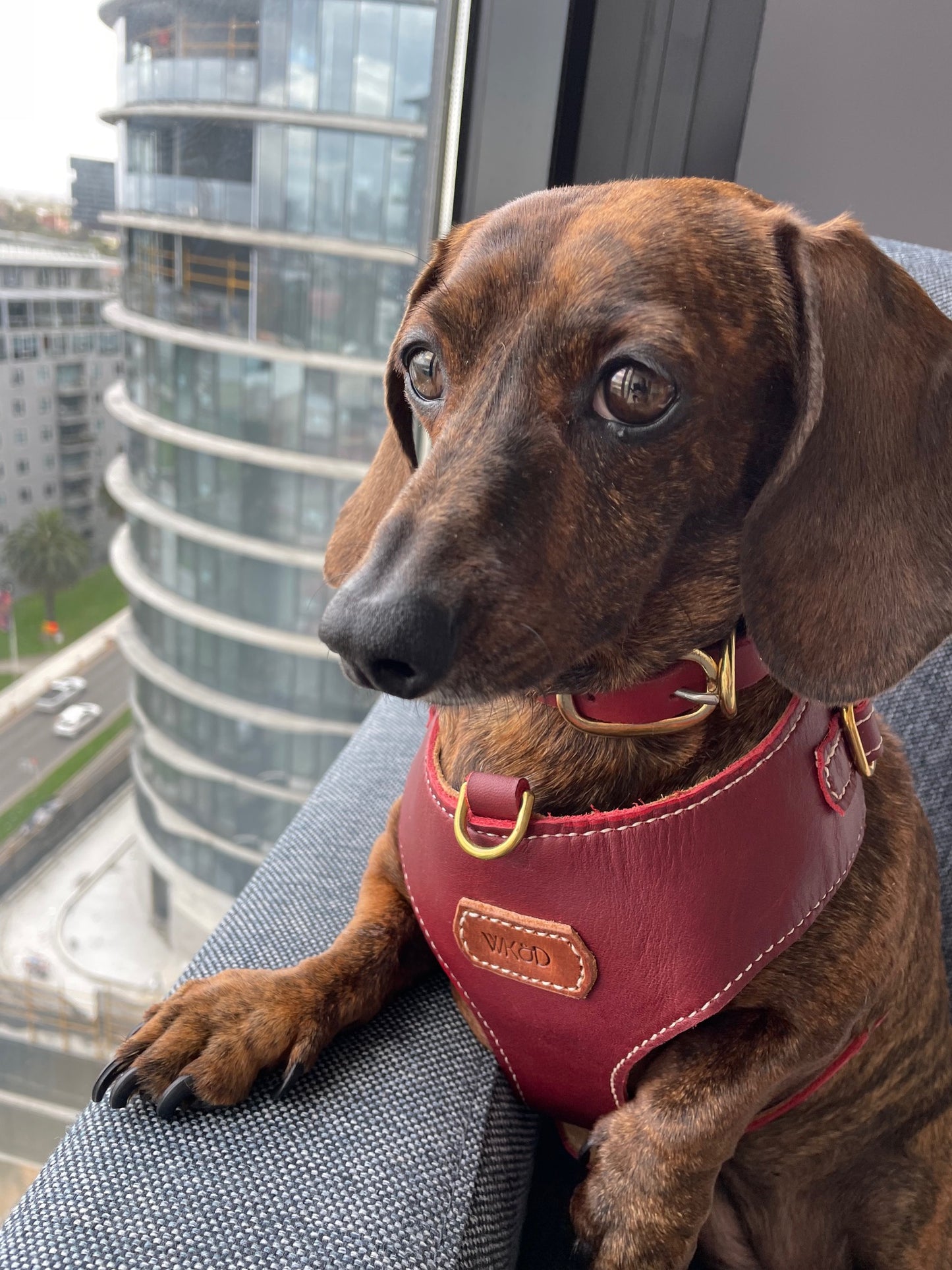 "Amelia" mahogany Australian leather dog harness