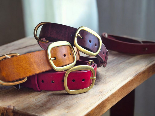The working or larger, leather dog collar in brass swage buckles