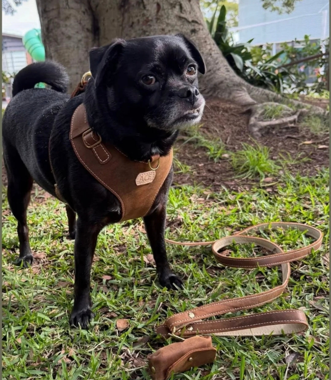 "Amelia" Whisky Australian leather dog harness