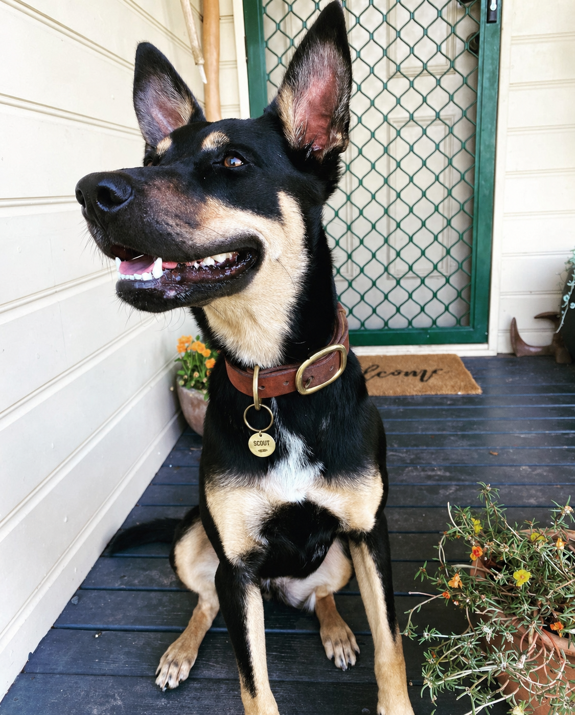 The working or larger, leather dog collar in brass swage buckles