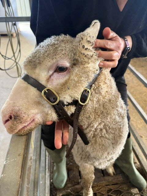 Bucket style Sheep halters