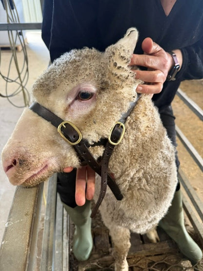 Bucket style Sheep halters