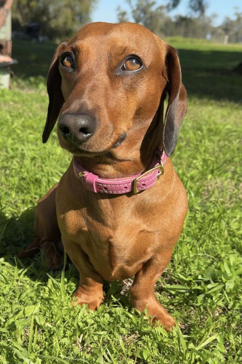 Pink 16mm country style dog collars