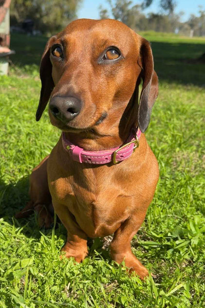 Pink 16mm country style dog collars