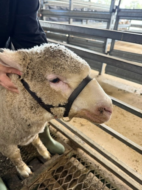 Bucket style Sheep halters
