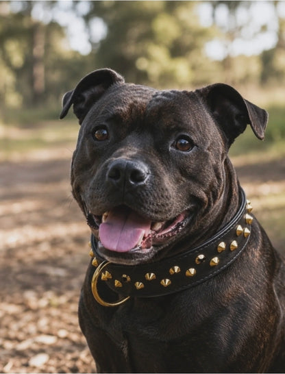 3.8cm wide studded leather dog collars