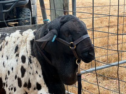 Full head with neck collar Sheep halters