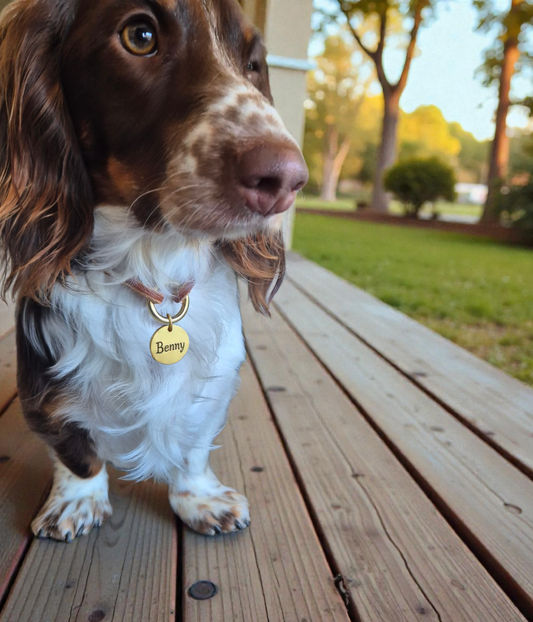 ID tag/ council tag dog collars