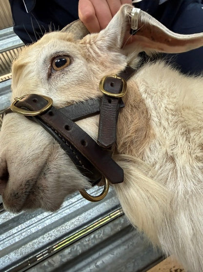 Bucket style Goat halters