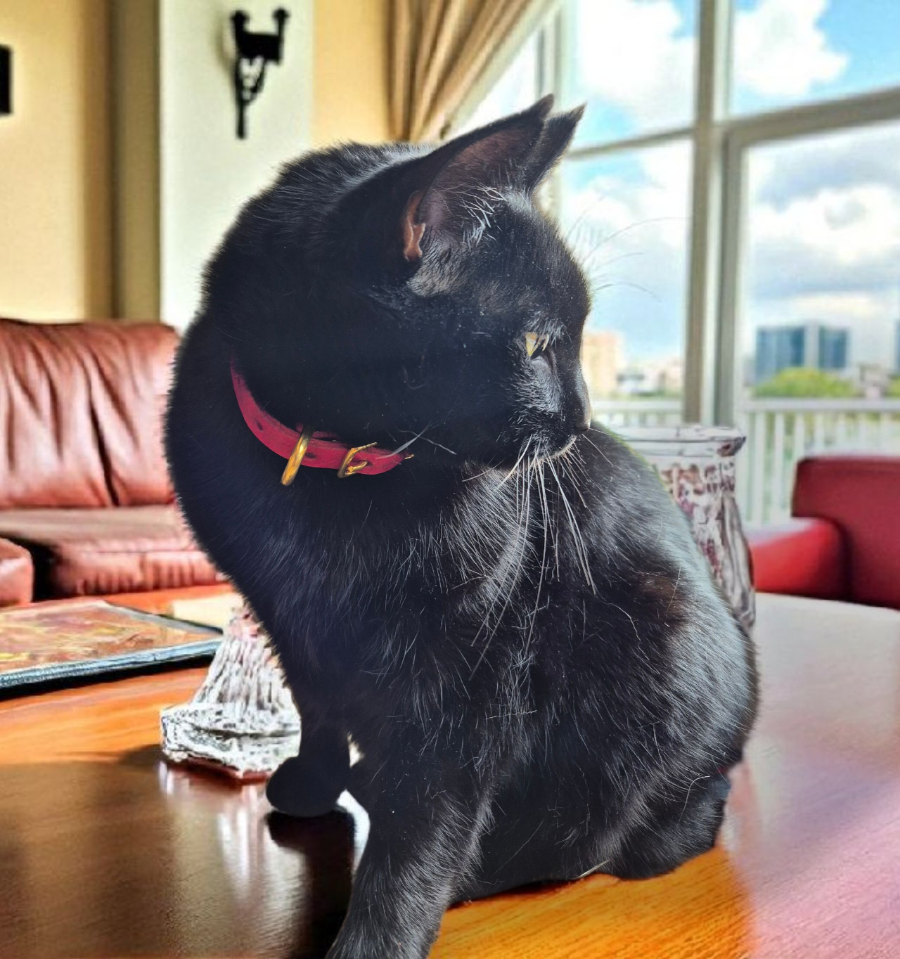 Stretch away leather Cat collars with elastic