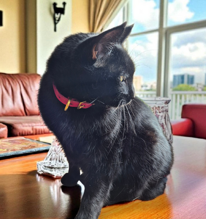 Stretch away leather Cat collars with elastic