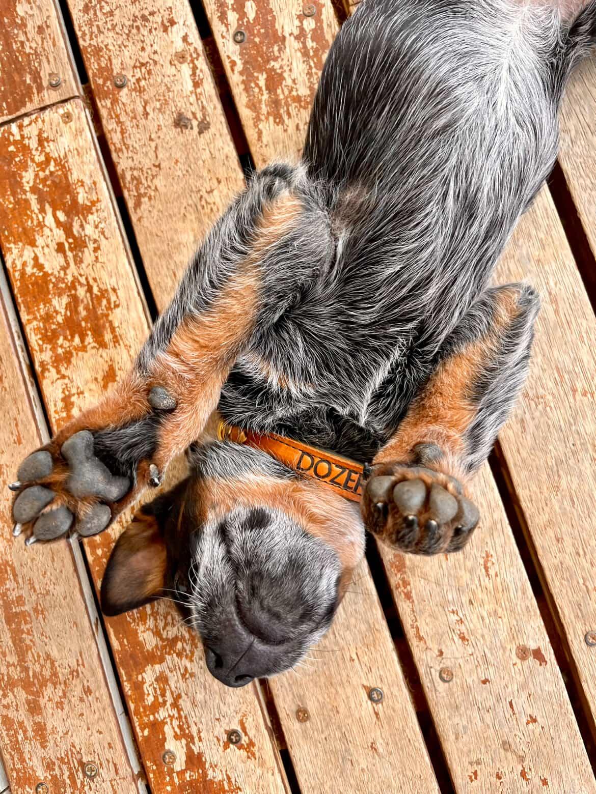 20mm Middle d ring leather dog collars