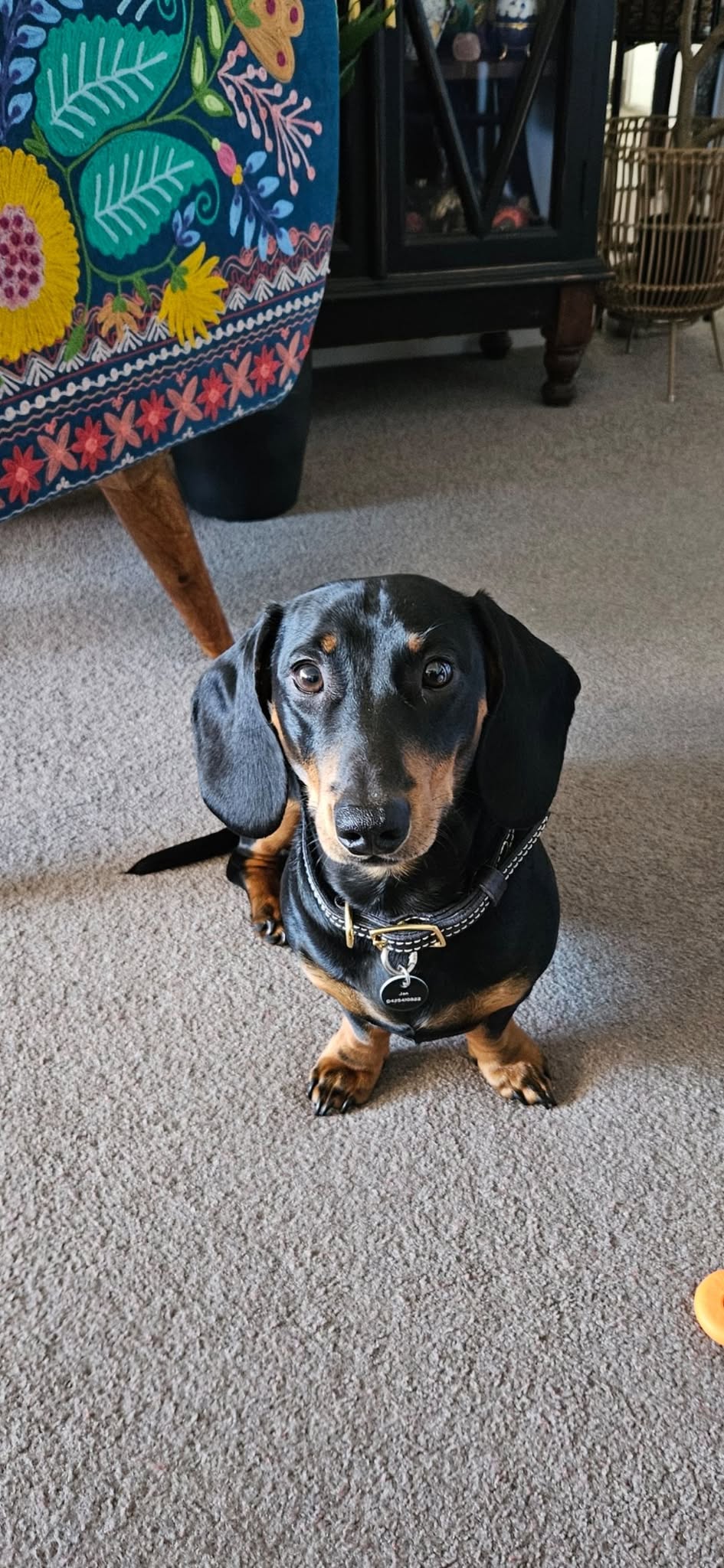 16mm Country Style Lined leather dog collar