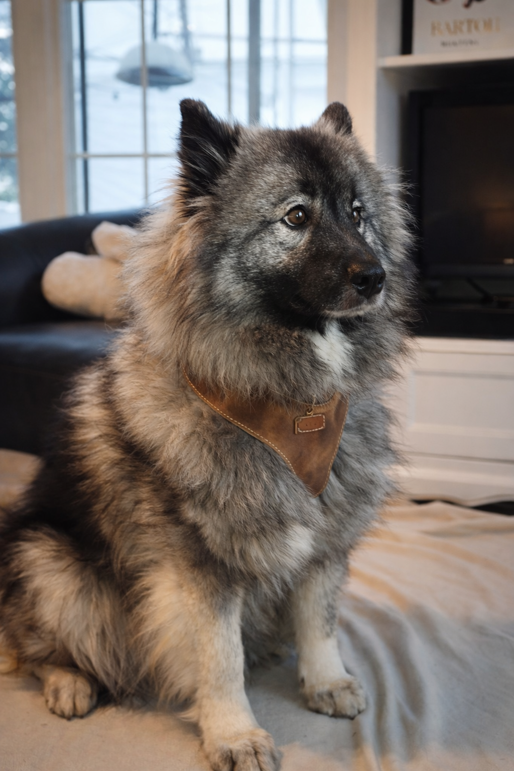 "Amelia" Whisky Australian leather dog harness