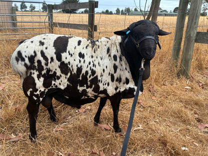 Full head with neck collar Sheep halters