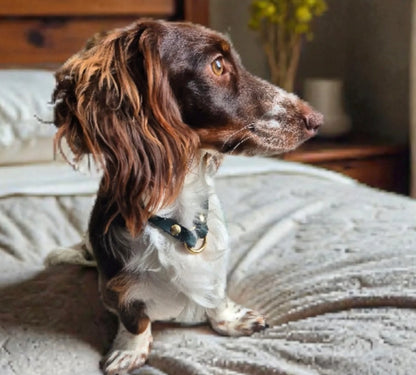 ID & Medical ID Leather Collars