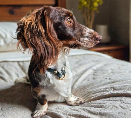 ID & Medical ID Leather Collars