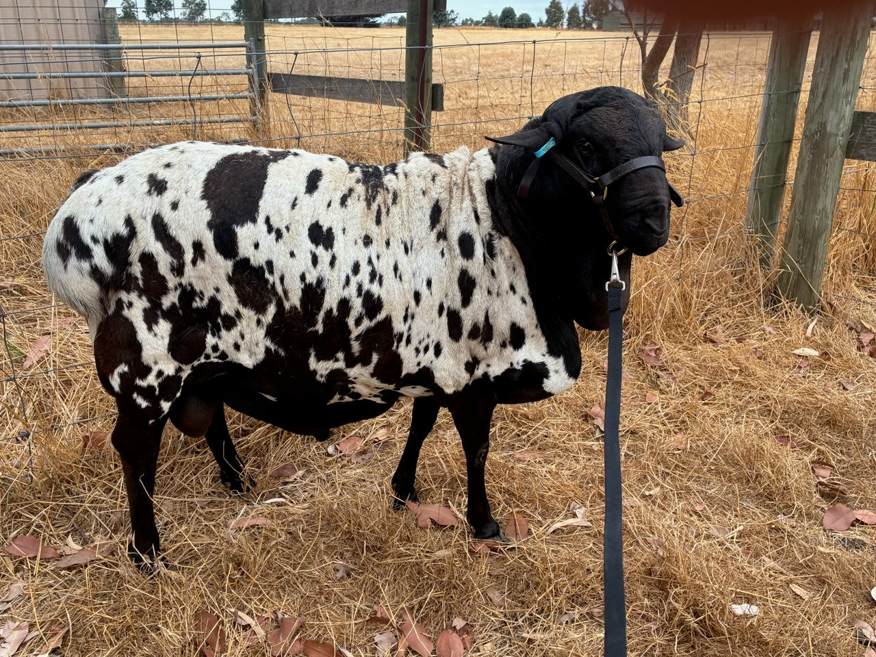 Full head with neck collar Sheep halters