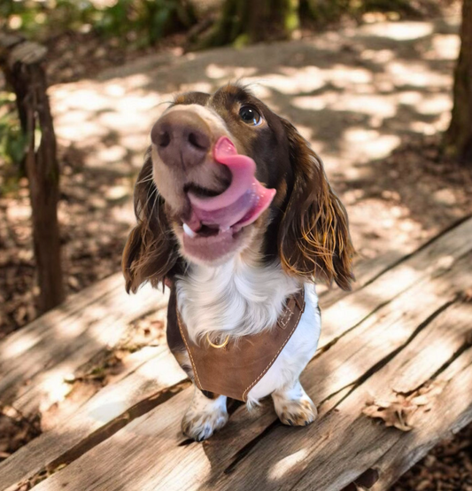 "Amelia" Whisky Australian leather dog harness