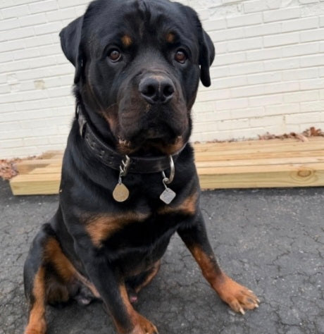 Lined 2 INCH wide collars