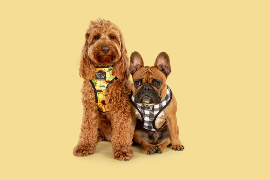 REVERSIBLE DOG HARNESS: Sunny Vibes