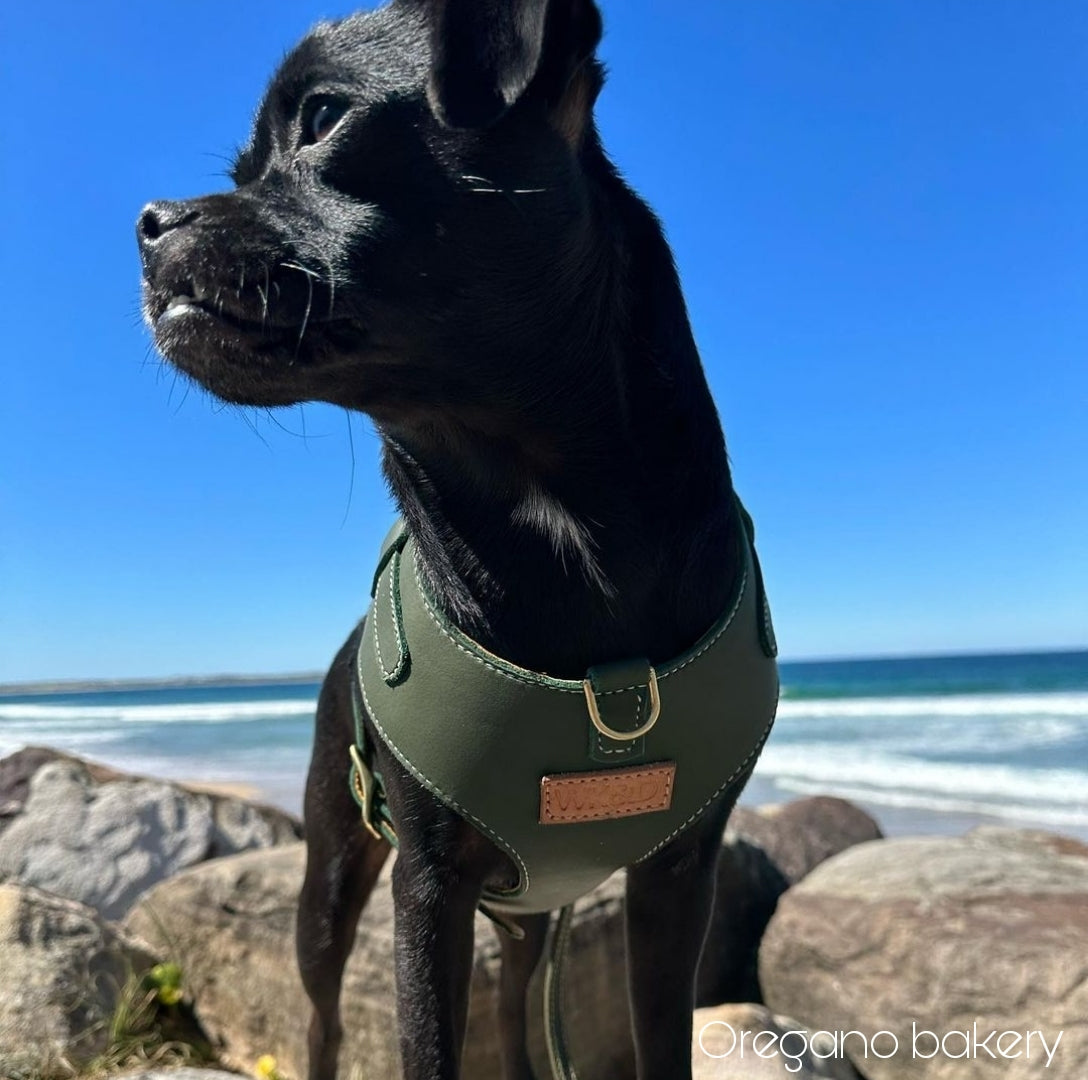 "Amelia" Green Australian leather dog harness