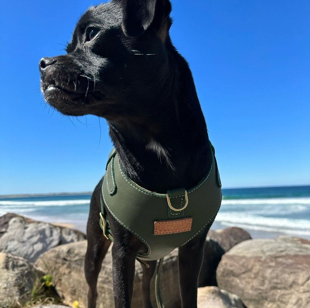 "Amelia" Green Australian leather dog harness