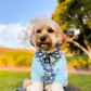 HAPPY GO LUCKY (SKY BLUE) - ADJUSTABLE CHEST HARNESS